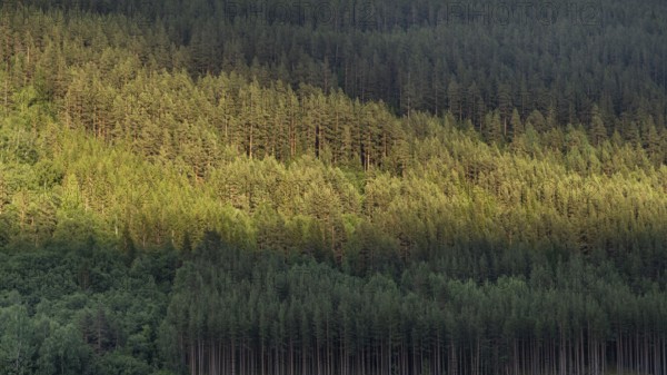 Light and shadow on a dense pine forest at dusk, Olavsweg or Olavsleden, Norway