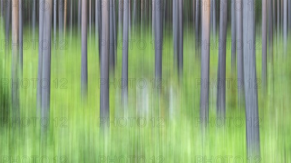 Abstract image of tree trunks and forest floor, pine forest, with blur, wipe effect, Norway