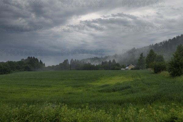 Forest edge and field, low clouds, Eidsvoll, Akershus, Norway