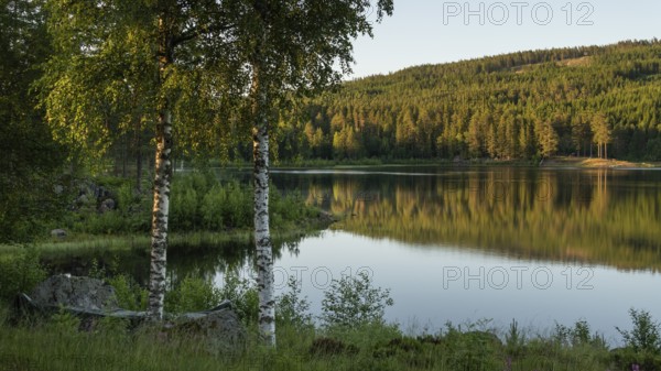 Quiet forest lake, birch trees on the shore, Eidsvoll, Akershus, Norway