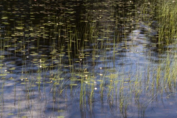 Reflection of water plants and grasses on a still body of water, long exposure, Akershus, Norway