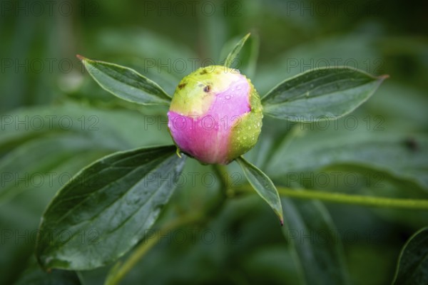 Bud, common peony (Paeonia officinalis), also known as true peony, farmer's peony, garden peony, raindrop, Norway