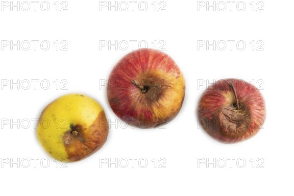 Decaying, Rotting apples isolated on white background. Top view, copy space, flat lay, minimalism