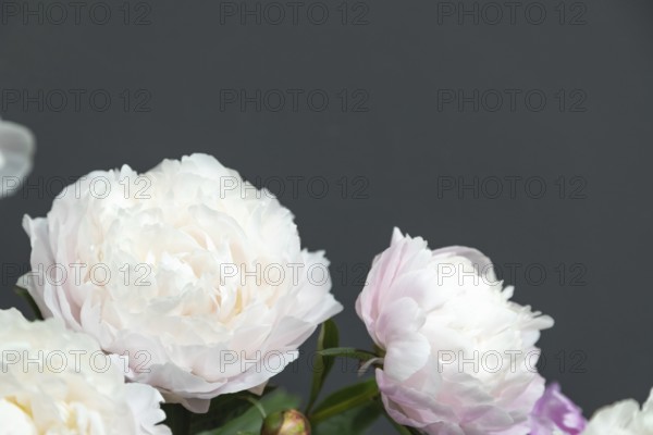 Beautiful white pink peony Memory of Akademic Tsitsin flower. Closeup. Blurred background, selective focus