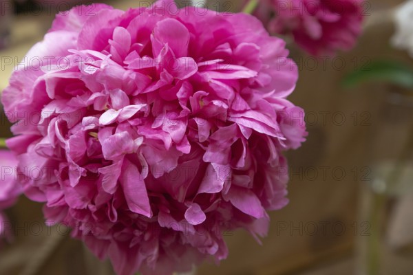 Beautiful pink purple peony Bill Krekler flower. Closeup. Blurred background, selective focus
