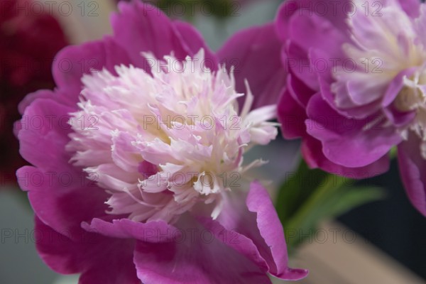 Beautiful pink peony Gay Paree flower. Closeup. Blurred background, selective focus