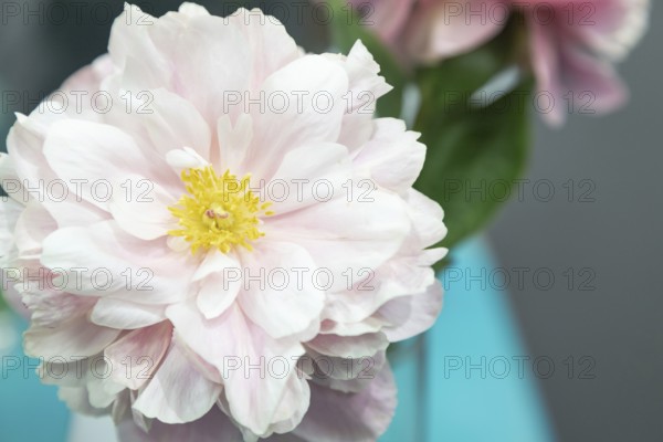 Beautiful pink peony Drolla flower. Closeup. Blurred background, selective focus