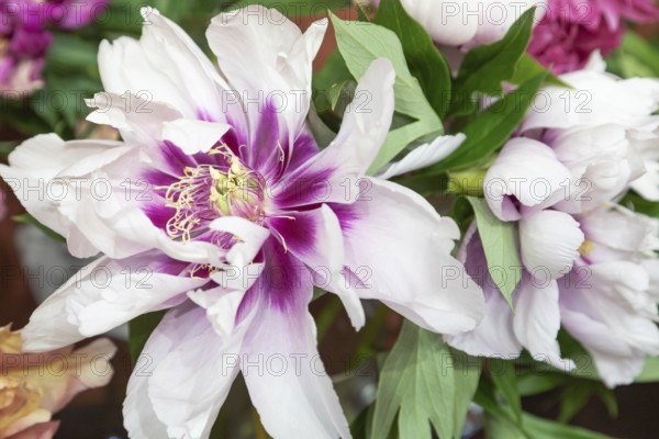 Beautiful pink peony Cora Louise flower. Closeup. Blurred background, selective focus