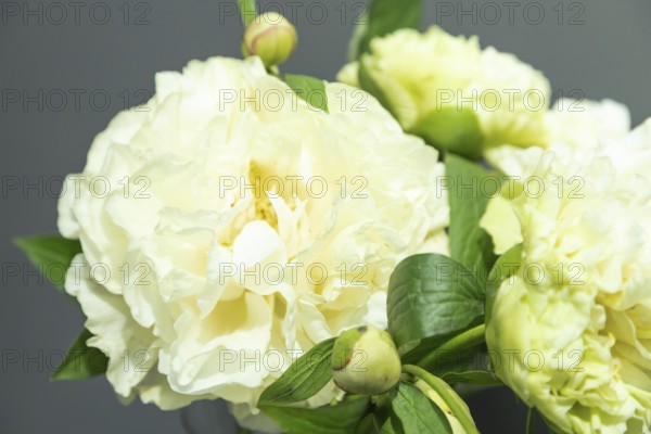 Beautiful yellow peony Sunny Girl flower. Closeup. Blurred background, selective focus