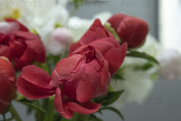 Beautiful red peony Coral Magic flower. Closeup. Blurred background, selective focus