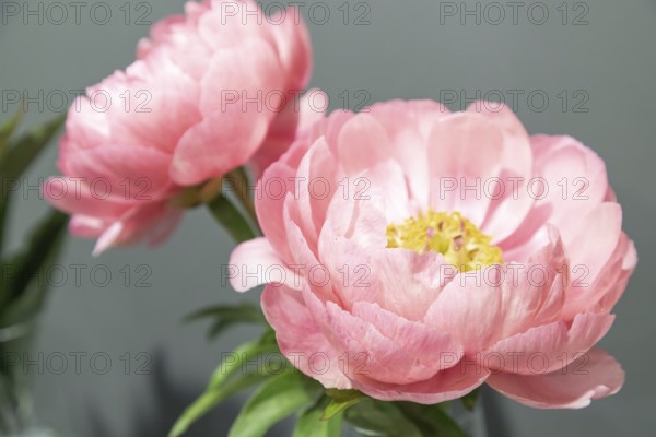 Beautiful pink peony Coral Beach flower. Closeup. Blurred background, selective focus