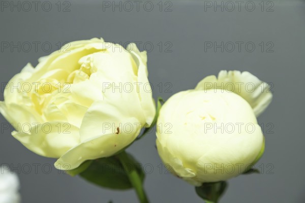 Beautiful yellow peony Lemon Chiffon flower. Closeup. Blurred background, selective focus