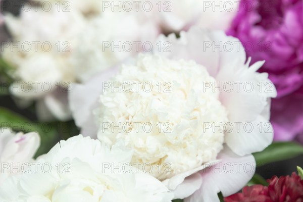 Beautiful pink peony Touch of Class flower. Closeup. Blurred background, selective focus