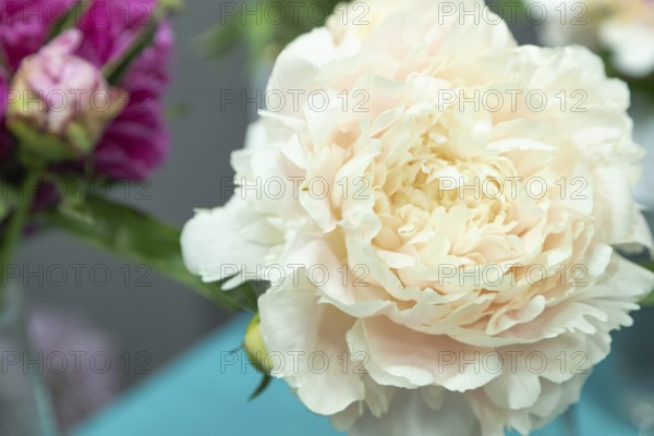 Beautiful pink, beige, cream peony Elza von Brabant flower. Closeup. Blurred background, selective focus