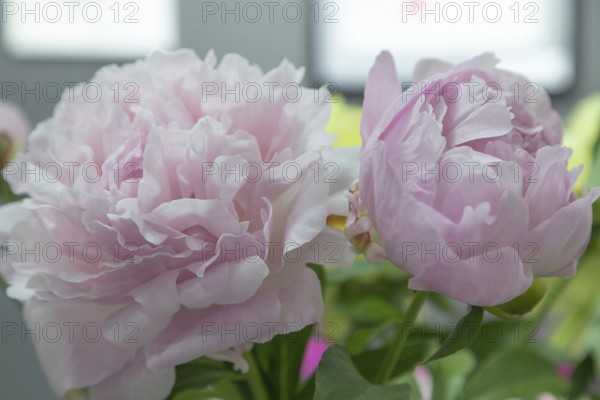 Beautiful pink peony Moonstone flower. Closeup. Blurred background, selective focus