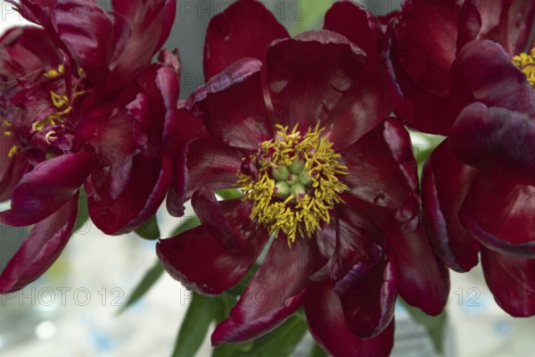 Beautiful red, burgundy peony Chervonnyj Aksamit flower. Closeup. Blurred background, selective focus