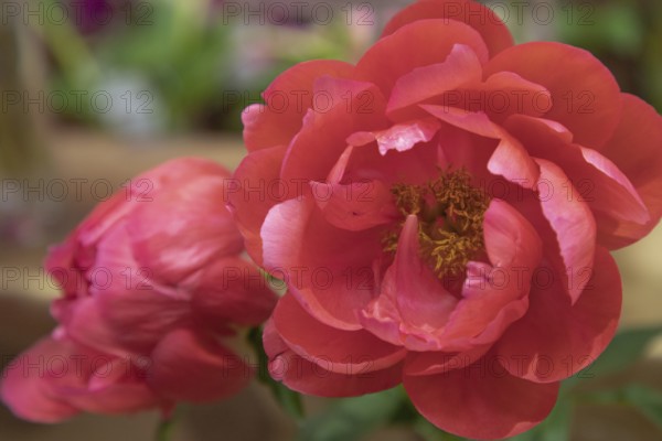 Beautiful red peony Victoria Lincoln flower. Closeup. Blurred background, selective focus