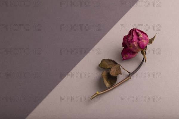Withered dried pink Rose on beige and gray pastel paper background, side view, copy space, minimalism