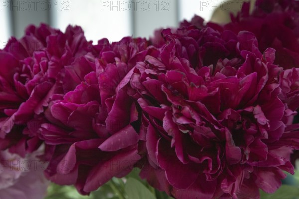 Beautiful red, burgundy peony Old Faithful flower. Closeup. Blurred background, selective focus
