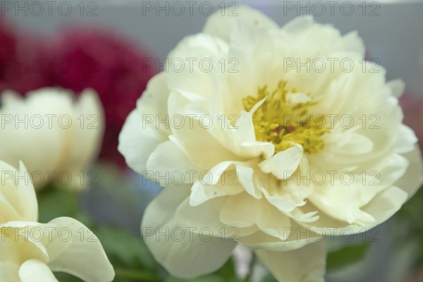 Beautiful white yellow peony Pastelegance flower. Closeup. Blurred background, selective focus