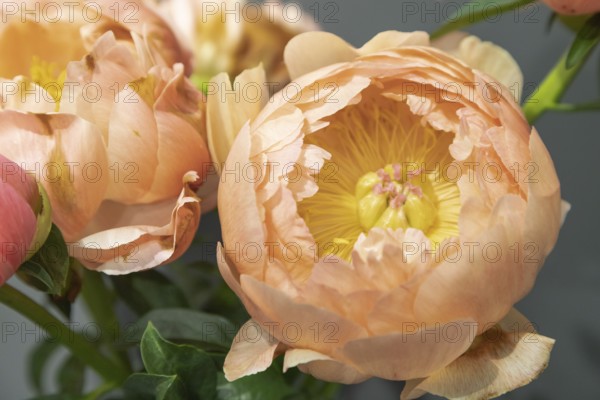 Beautiful orange peony Coral Sunset flower. Closeup. Blurred background, selective focus