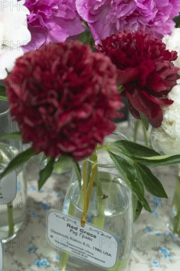 Beautiful red, burgundy peony Pettycoat parade flower. Closeup. Blurred background, selective focus