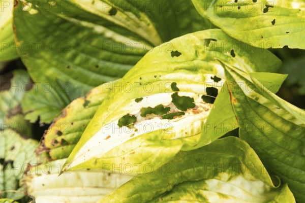 Hosta leaves damaged by Slugs, plant diseases, plant pathology