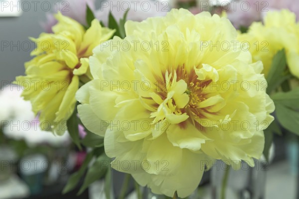 Beautiful yellow peony Bartzella flower. Closeup. Blurred background, selective focus