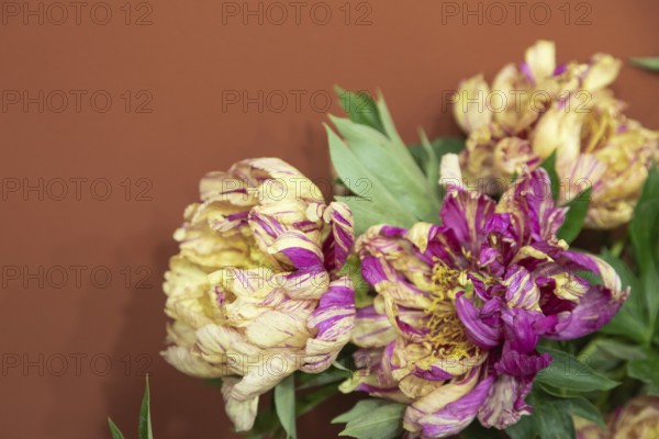 Beautiful yellow, purple peony Lollipop flower. Closeup. Blurred background, selective focus
