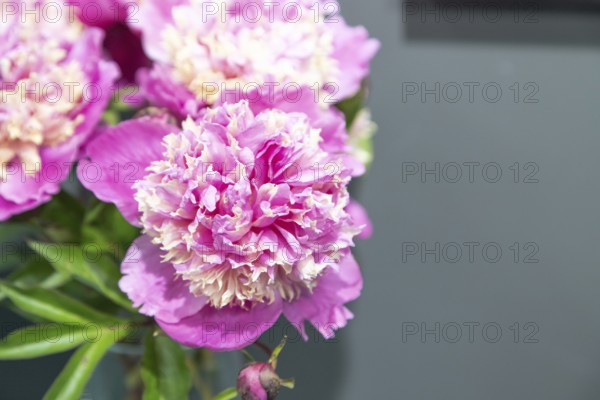 Beautiful pink peony Figaro flower. Closeup. Blurred background, selective focus