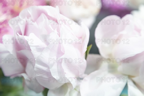 Beautiful pink peony Solvejg flower. Closeup. Blurred background, selective focus
