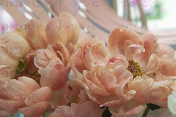 Beautiful orange peony Coral Charm flower. Closeup. Blurred background, selective focus