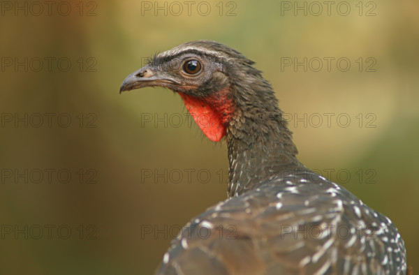 Bronze guan (Penelope obscura), Pantanal, Brazil, South America