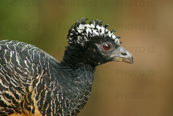 Sclater Hokko (Crax fasciolata), adult bird, female, Pantanal, Mato Grosso, Brazil, South America
