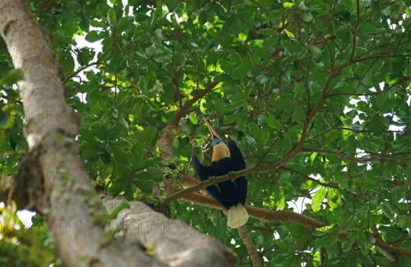 Helmeted Hornbill, Celebes Hornbill or Sulawesi Hornbill (Aceros cassidix), male, Indonesia