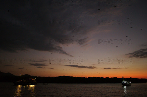 Flying foxes (Pteropodidae), Kalong Mangrove Island, Komodo National Park, Indonesia, Southeast Asia