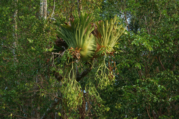 Staghorn fern (Platycerium), on tree, Indonesia