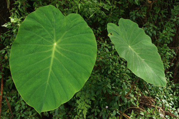 Taro (Colocasia esculenta), Bali, Indonesia