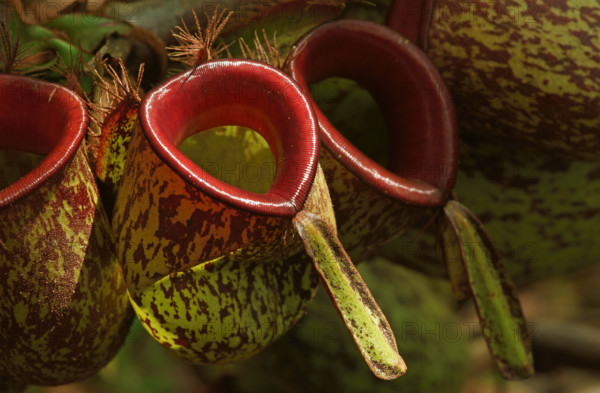 Pitcher plant, Borneo, Indonesia