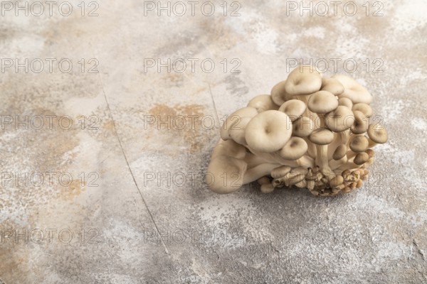 Raw Oyster mushroom, Pleurotus ostreatus on brown concrete background. Side view, copy space, minimalism