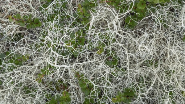 Ground vegetation with Reindeer lichen (Cladonia rangiferina), alpine tundra, Dovrefjell, Norway