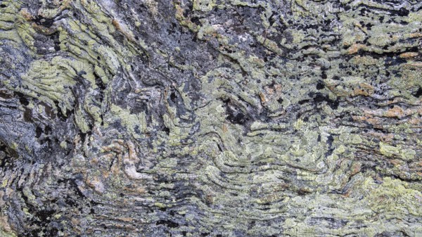 Close-up of lichen with green-yellow and brown patterns, Dovrefjell, Norway