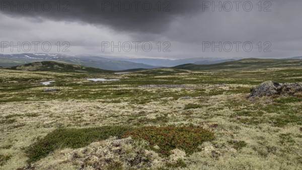 Vast fell or mountain landscape, ground vegetation with Reindeer lichen (Cladonia rangiferina), alpine tundra, Dovrefjell, Norway