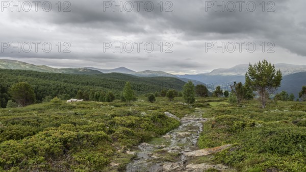 Olav's Way or Olavsleden pilgrimage route, old Kongevegen or King's Road over Dovrefjell, Norway