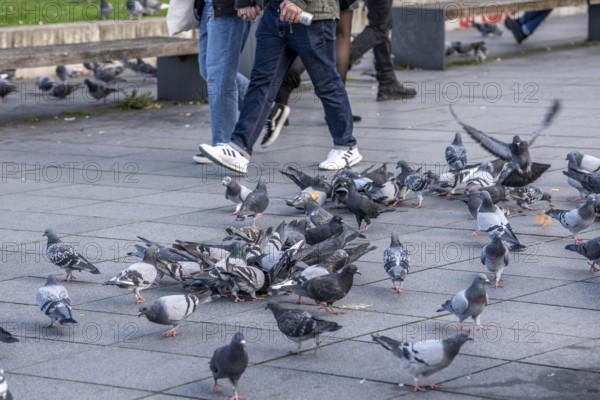 Pigeons, city pigeons, were fed with bread by humans, in the city centre of Essen, North Rhine-Westphalia, Germany