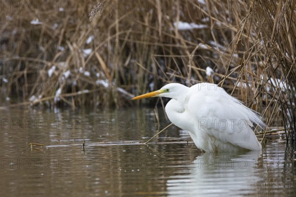 Great White Egret (Egretta alba) Germany