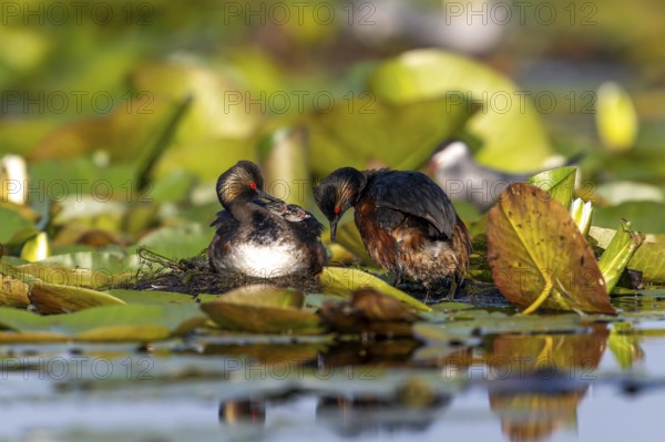 Black-necked Grebe (Podiceps nigricollis) at the nest with young, Danube Delta, Romania