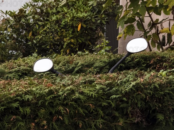 Two rear-view mirrors of a motorbike sticking out of a dense green hedge, Düsseldorf, Germany