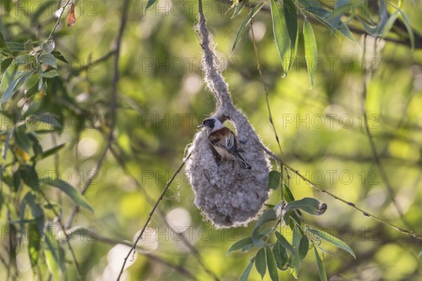 Penduline Tit (Remiz pendulinus), in the nest, Danube Delta, Romania