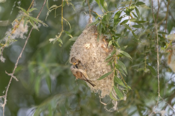 Penduline Tit (Remiz pendulinus), at the nest, feeding young bird in the nest, Danube Delta, Romania